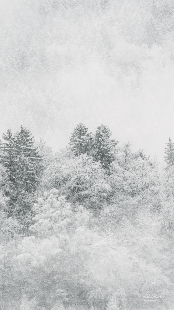Photographie noir et blanc, format vertical de sapins enneiges intitulée hiver belledonne